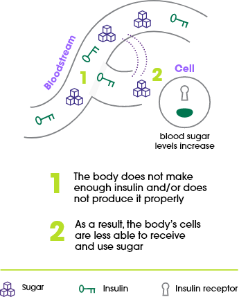 Representation of how type 2 diabetes work in the bloodstream
